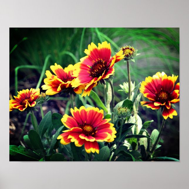Red And Yellow Gaillardia Daisy Blanket Flower Poster (Front)