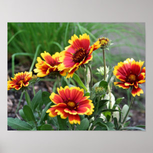 Red And Yellow Gaillardia Daisy Blanket Flower Poster