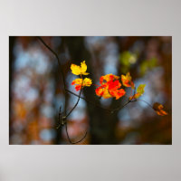 Red and Yellow Leaves Poster