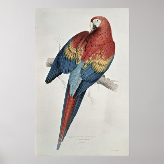 Red and Yellow Macaw Poster (Front)