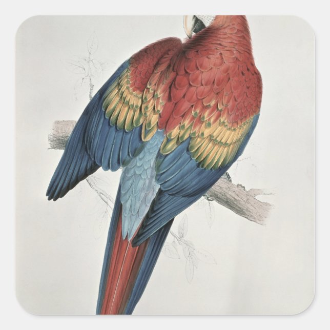Red and Yellow Macaw Square Sticker (Front)