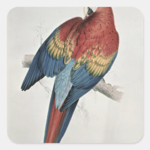 Red and Yellow Macaw Square Sticker