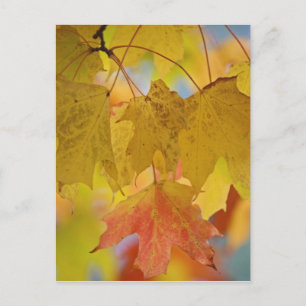 Red and yellow maple leaves, in the southern postcard