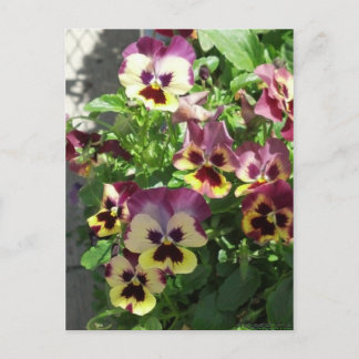Red and Yellow Pansies 2013 Postcard