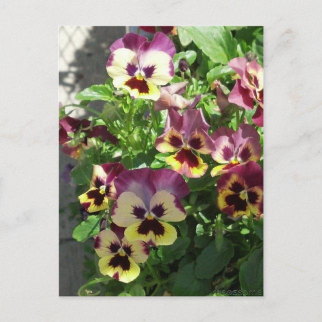 Red and Yellow Pansies 2013 Postcard (Front)