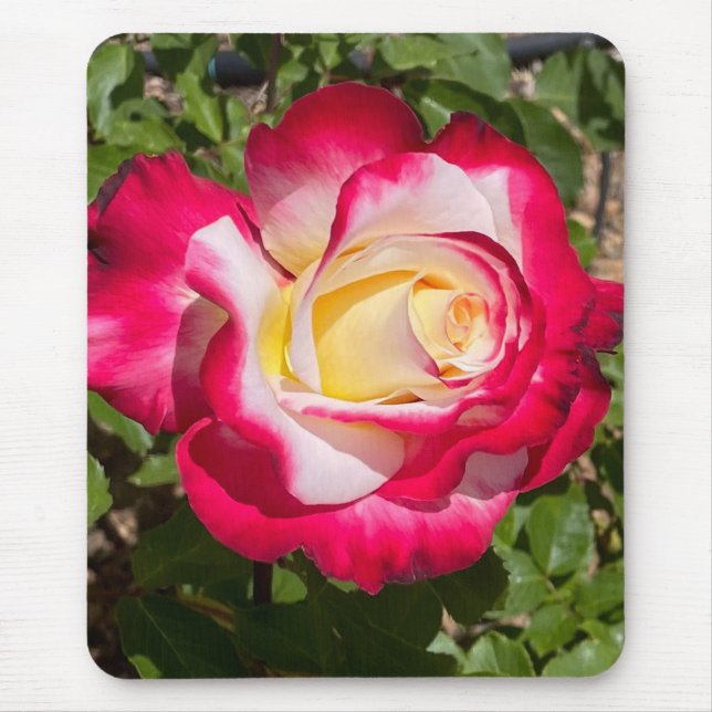 Red and Yellow Rose Mouse Pad (Front)