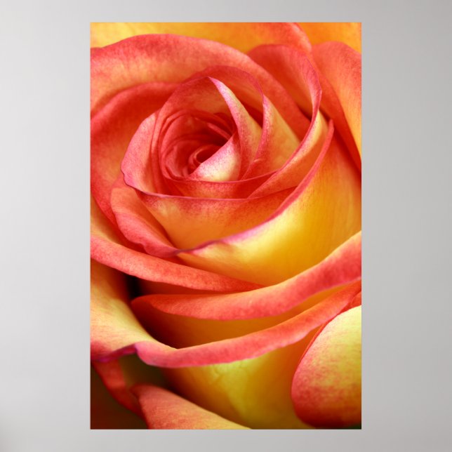 red and yellow rose poster (Front)