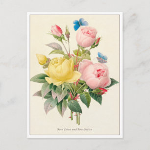 Red and Yellow Roses by Pierre Joseph Redoute Postcard