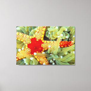 Red And Yellow Sea Star 2 Canvas Print