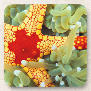 Red And Yellow Sea Star Coaster