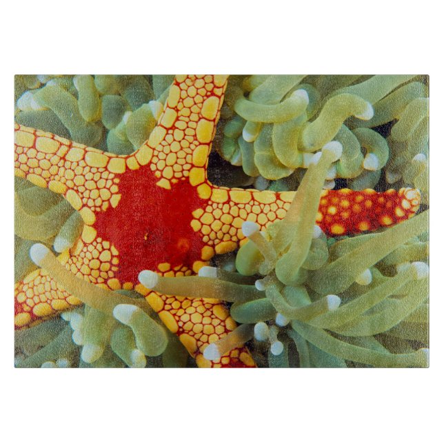 Red And Yellow Sea Star Cutting Board (Front)