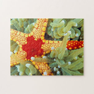 Red And Yellow Sea Star Jigsaw Puzzle