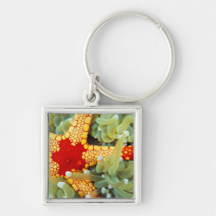 Red And Yellow Sea Star Key Ring