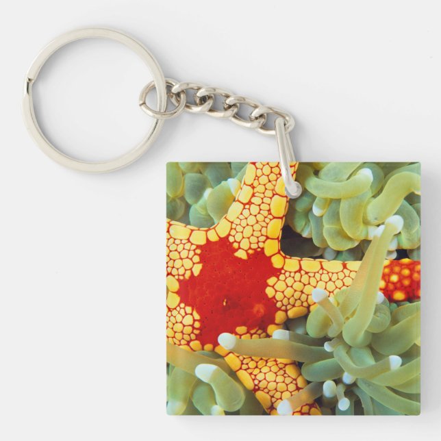 Red And Yellow Sea Star Key Ring (Front)