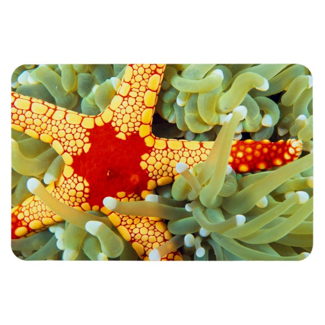 Red And Yellow Sea Star Magnet (Horizontal)