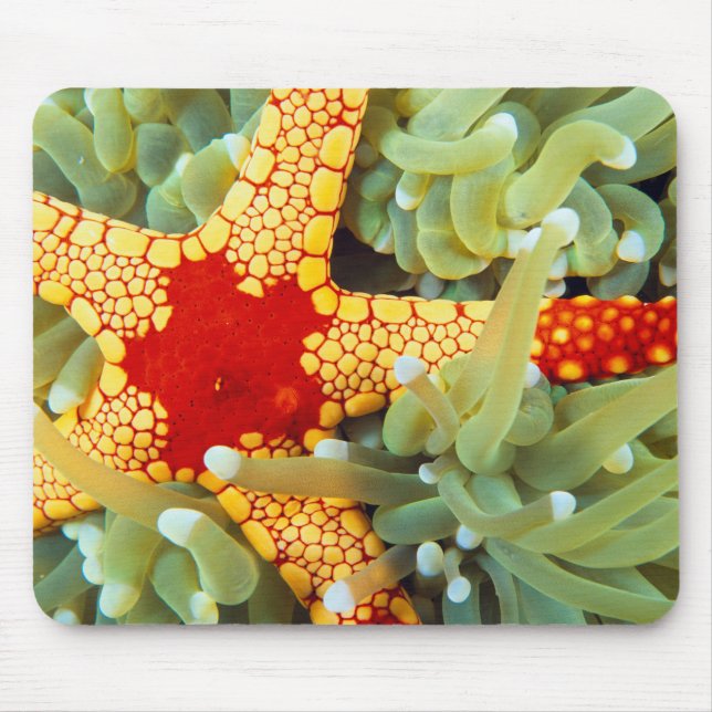 Red And Yellow Sea Star Mouse Mat (Front)