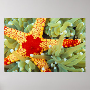 Red And Yellow Sea Star Poster