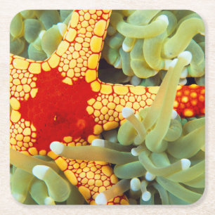Red And Yellow Sea Star Square Paper Coaster