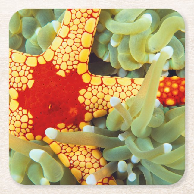 Red And Yellow Sea Star Square Paper Coaster (Front)