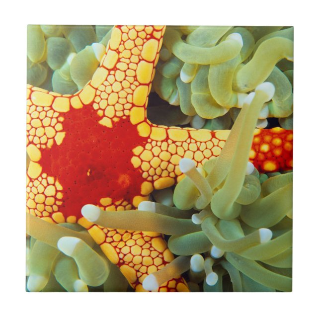 Red And Yellow Sea Star Tile (Front)