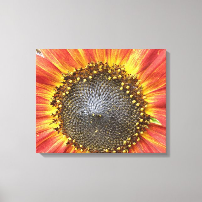 Red and Yellow Sunflower Canvas Print (Front)