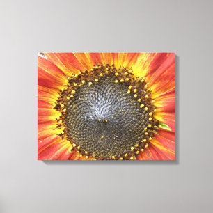 Red and Yellow Sunflower Canvas Print