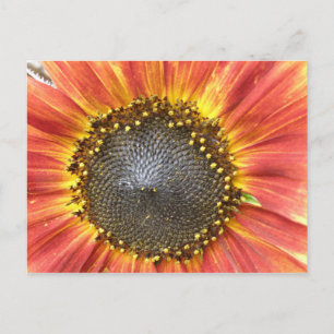 Red and Yellow Sunflower Postcard