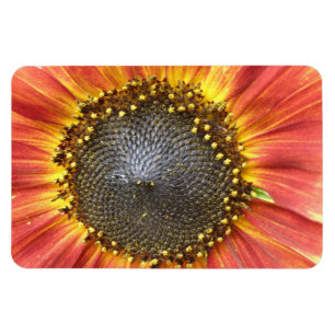 Red and Yellow Sunflower Premium Magnet