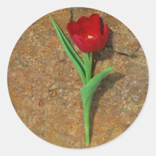 Red and Yellow Tulip Classic Round Sticker