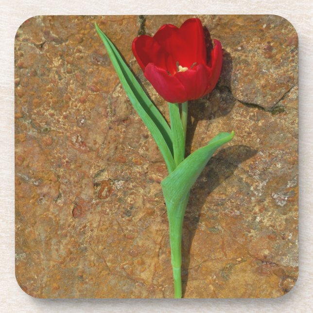 Red and Yellow Tulip Coaster (Front)