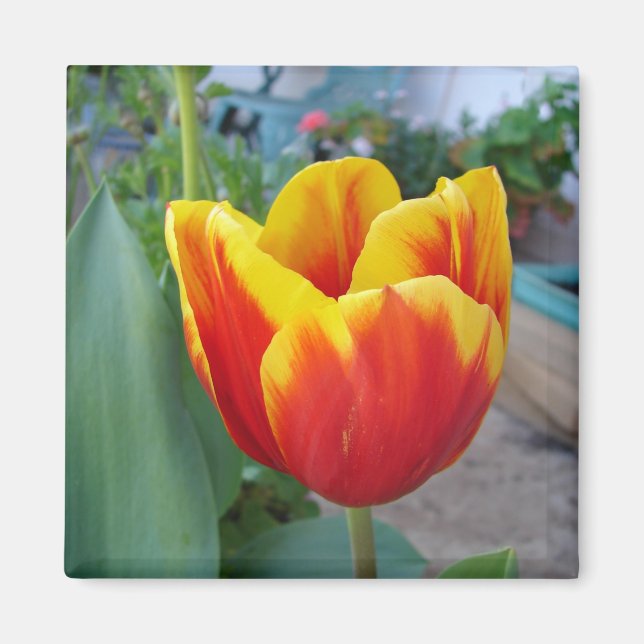 Red and Yellow Tulip floral Garden Photo Magnet (Front)