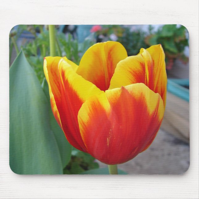 Red and Yellow Tulip floral Garden Photo Mouse Mat (Front)
