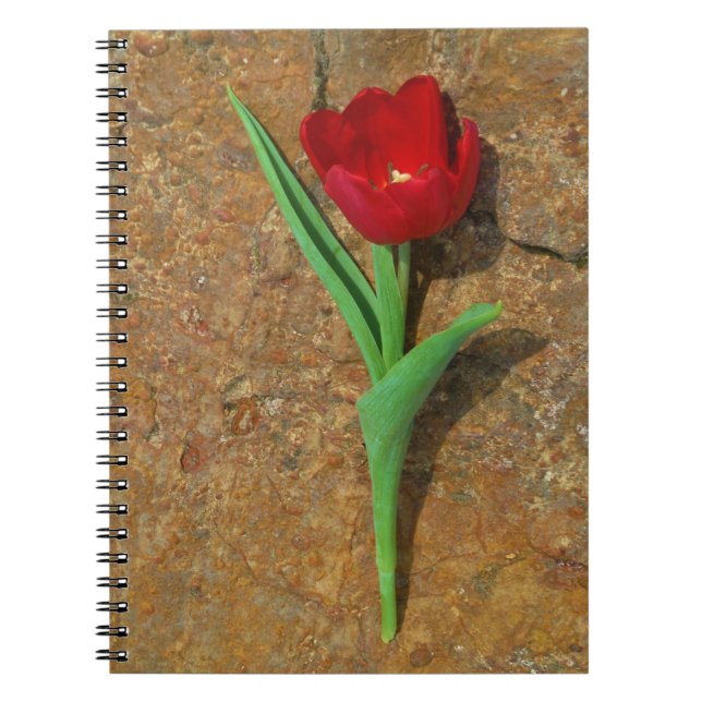 Red and Yellow Tulip Notebook (Front)