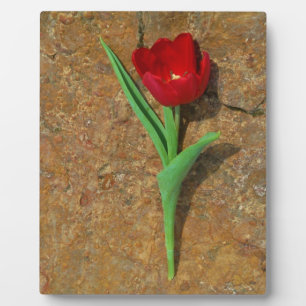 Red and Yellow Tulip Plaque