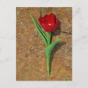 Red and Yellow Tulip Postcard