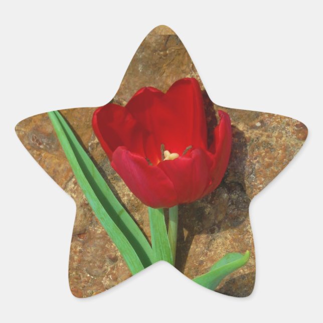 Red and Yellow Tulip Star Sticker (Front)