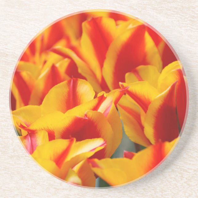Red and Yellow Tulips Coaster (Front)
