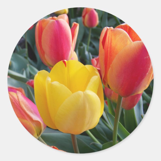 Red and Yellow Tulips Garden Photo Classic Round Sticker (Front)