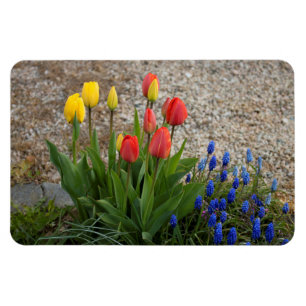 Red And Yellow Tulips Magnet