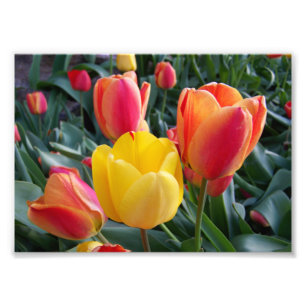 Red and Yellow Tulips Rock Garden 7x5 Photo Print