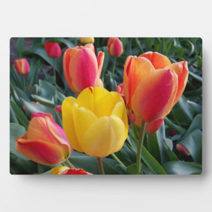 Red and Yellow Tulips Rock Garden Photo Plaque
