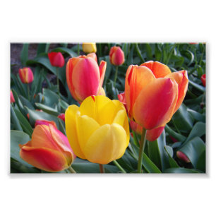 Red and Yellow Tulips Rock Garden Photo Print