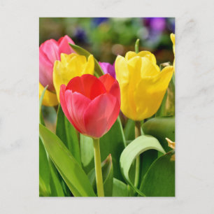 Red and Yellow Tulips Spring Garden  Postcard