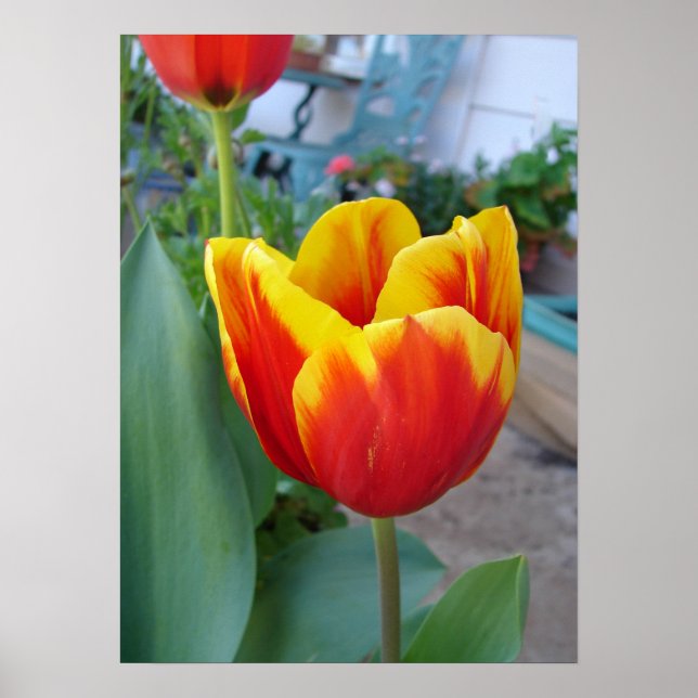 Red and Yelow Tulip Floral Flowers Photo Poster (Front)