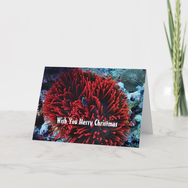 Red anemone and Anemone fish Holiday Card (Front)