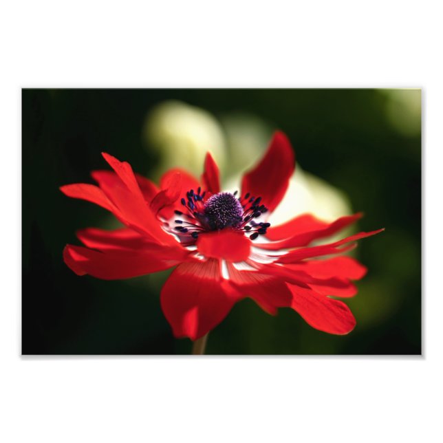 Red Anemone Flower Photo Print (Front)