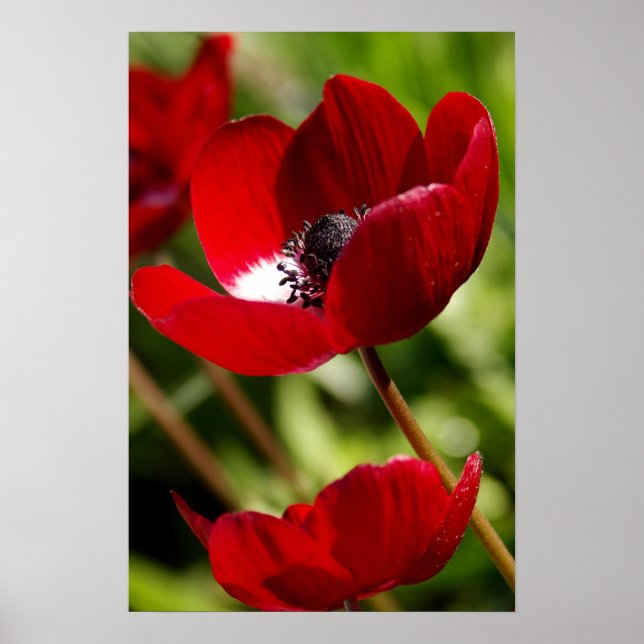 Red Anemone Flower Poster (Front)