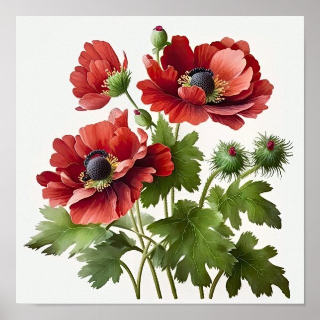 Red Anemone Flowers Art Print Poster (Front)