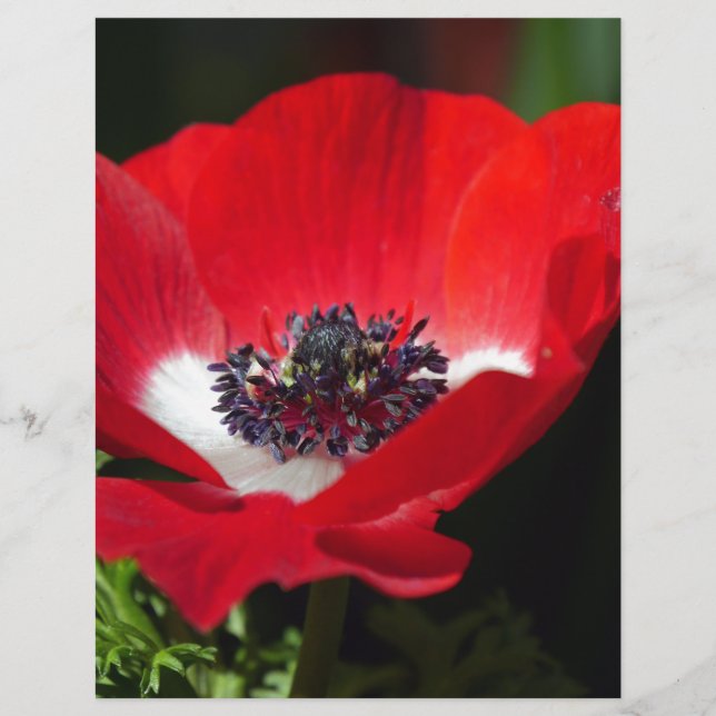 Red Anemone.JPG (Front)