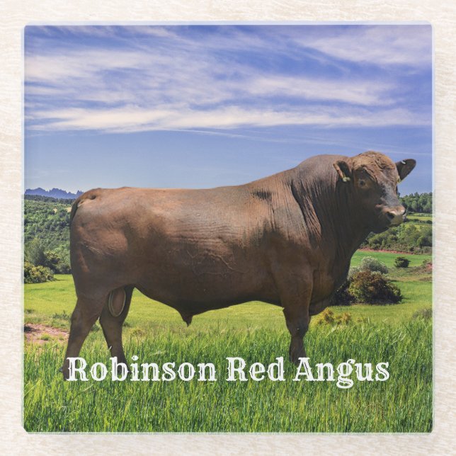 Red Angus Bull   Glass Coaster (Front)
